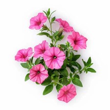 500 Graines de Pétunia Nain