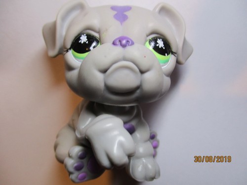 Petshop chien bouledogue - chien,