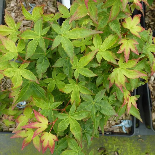 Acer palmatum little - acer, 'little