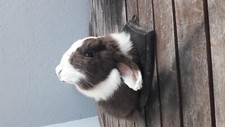 Taxidermie de Lapin Bélier ; Oryctolagus cuniculus