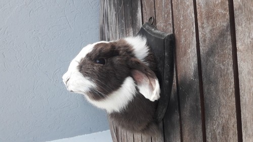 Taxidermie lapin bélier - lapin,