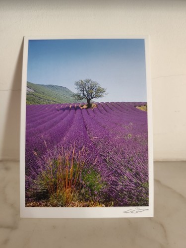 Carte postale amandiers - carte,
