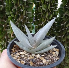 ALOE DHUFARENSIS cactus