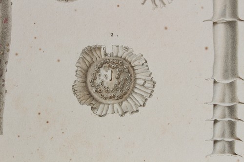 Molluscs engraving animal - molluscs,