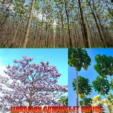 Paulownia Hybride 10 Graines, l'arbre à la croissance la plus rapide du monde !