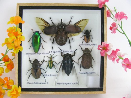 Véritables insectes