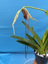 Phragmipedium humboldtii