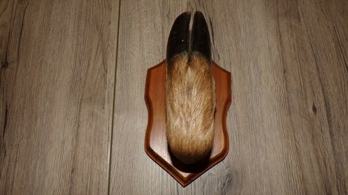 Patte cerf porte manteau - -, porte-manteau