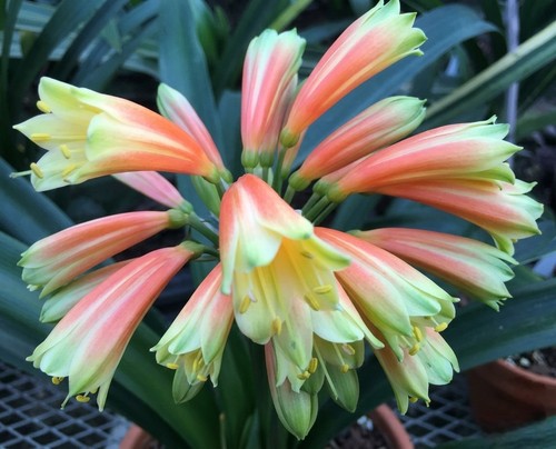 Clivia green throat orange