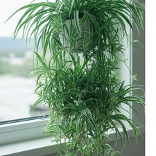 3 Spider Plants Cut Rooted