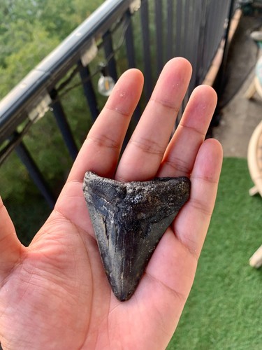 Dent megalodon 7 cm - de, 7 cm