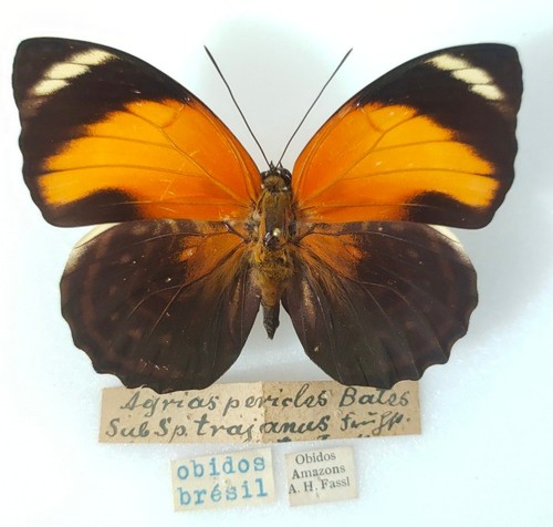 Agrias pericles trajanus - agrias,