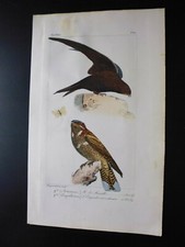 Gravure couleur 19°:oiseaux d'Europe:dans l'esprit Buffon:Martinet...engoulevent
