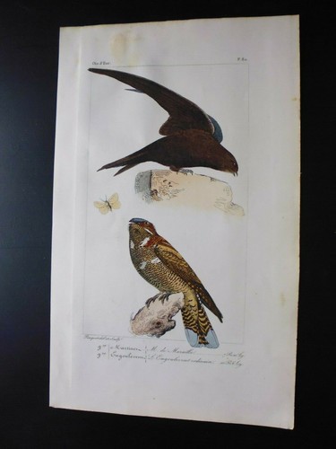 Gravure couleur oiseaux - couleur, 19°:oiseaux