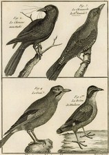 Oiseau Choucas Nouvelle Guinée Geai Brève Malacca Gravure originale XVIIIe