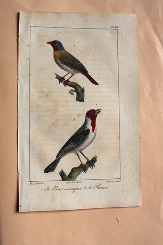 Gravure colorée oiseaux 1824 - gravure,