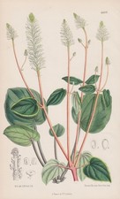 Peperomia Grenada Caraïbes