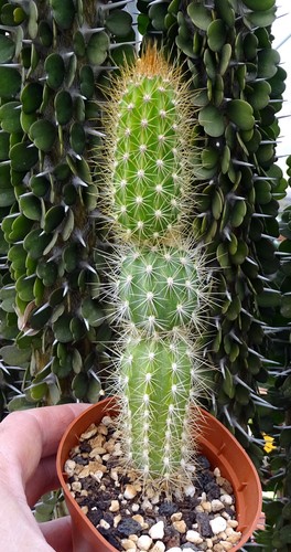 Arrojadoa bahiensis cactus - ,
