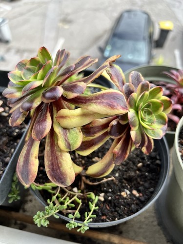 Aeonium superbang une - ,