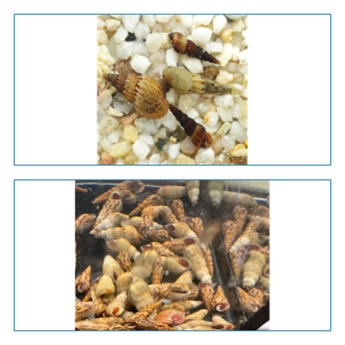 Lot melanoides xl - melanoides,