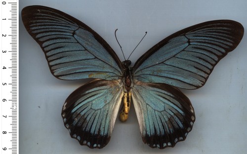 Papilionidae papilio - papilionidae,