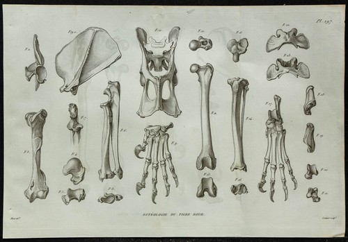 1836 anatomie squelette du - anatomie,