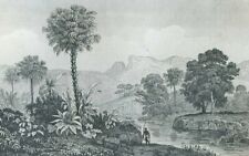 Brazil, palm tree, corypha cerifera....Antique engraving..1837