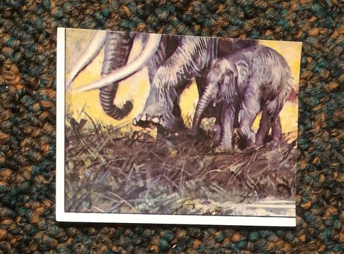 Panini animaux - panini, **