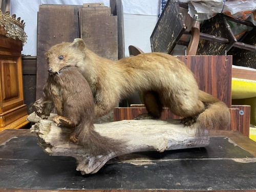 Animale taxidermie empaillés-