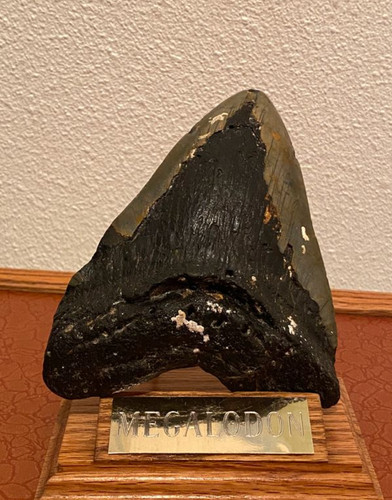 Dent fossile megalodon xxl - fossile,