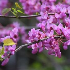 Arbre de Judée 2L - Fleurs