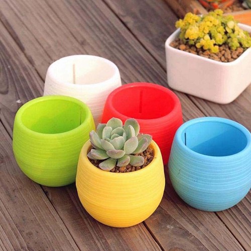 Pièces rond succulent - pièces,