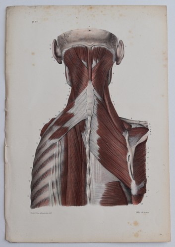 Anatomie myologie région - anatomie,