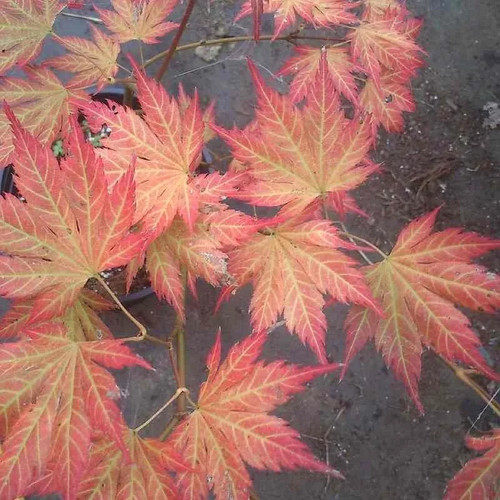 Acer palmatum mirte erable - -,