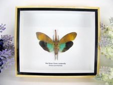 Nez Rouge Clown Lanternfly -