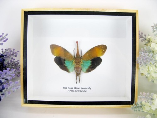 Nez rouge clown lanternfly - nez,