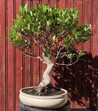 BONSAÏ FICUS RETUSA  FICUS TAÏWANAIS GROS SUJET 14ANS  H55CM