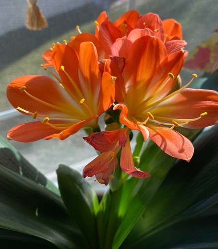 Clivia miniata plants bush - miniata, plants,