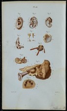 1852 - Planche anatomie Splanchnologie: Organes de l'audition oreille, Médecine