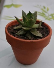 Succulente pot de 7x6 cm