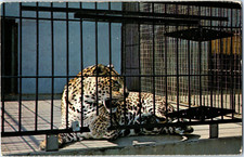 Carte Postale Leopard Dorney