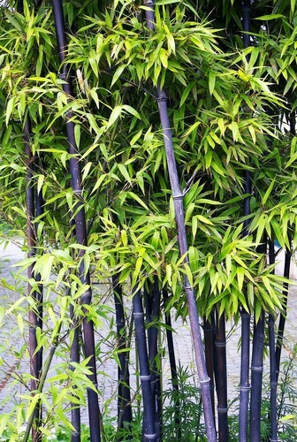 Black bamboo seeds - seeds,