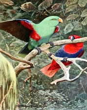 2916 Kuhnert 1911 - Eclectus