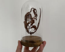 Squelette de foetus de dinosaure Velociraptor sous globe 20 cm