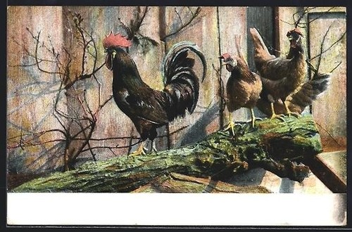 Carte postale poules coqs - carte,