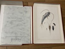 ENTOMOLOGIE INSECTES D'EUROPE