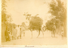 Sénégal, Dakar, chameaux