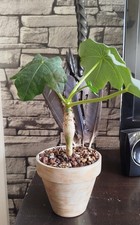 Jatropha Podagrica/ Fleurs Jaunes/ Caudex/ Succulente/ Medicinier/