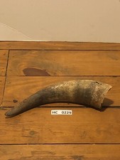 Hill Country Cow horn large