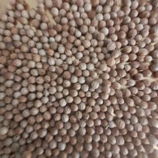 100 graines de coriandre – récolte 2024 - reproductibles